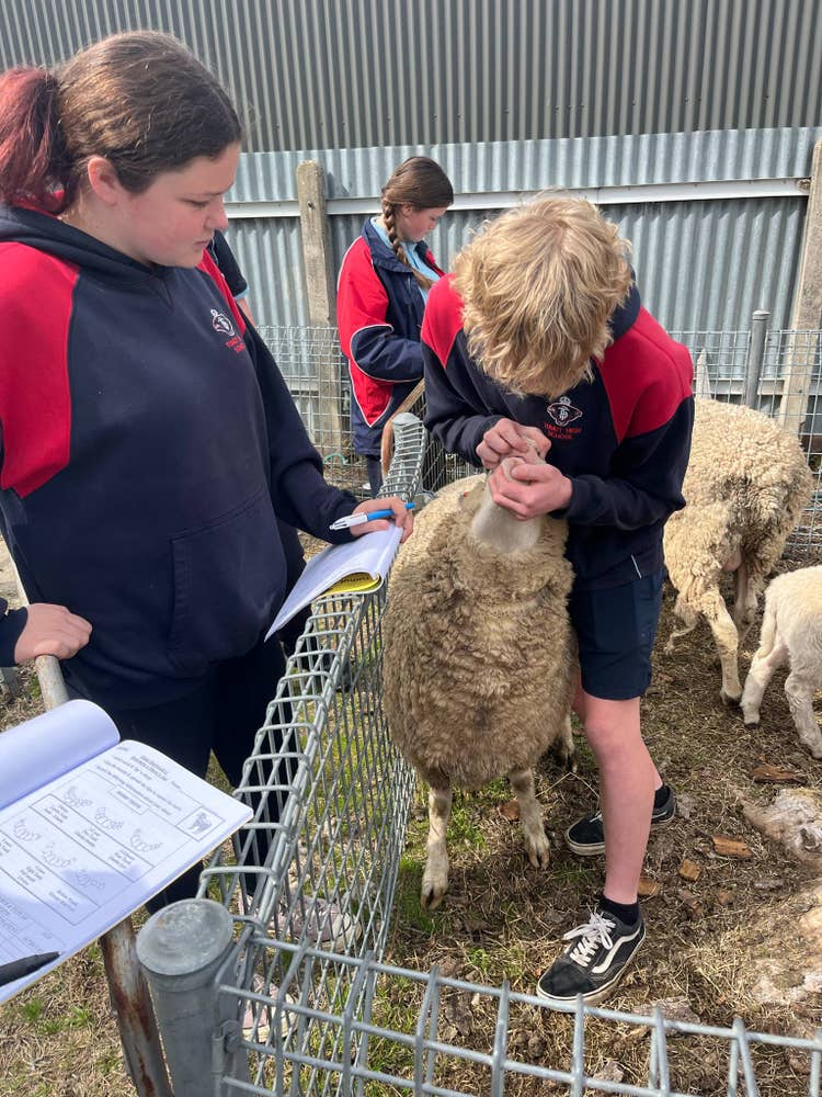 A boy and girl are looking at a sheep at the school Ag Farm