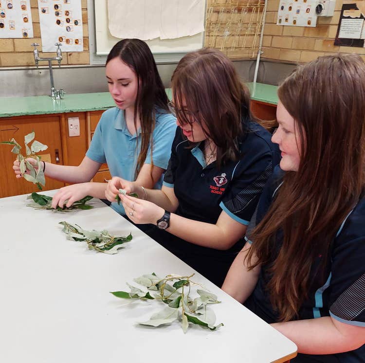 Three girl students are looking at leaves to make bush soap in the classroom